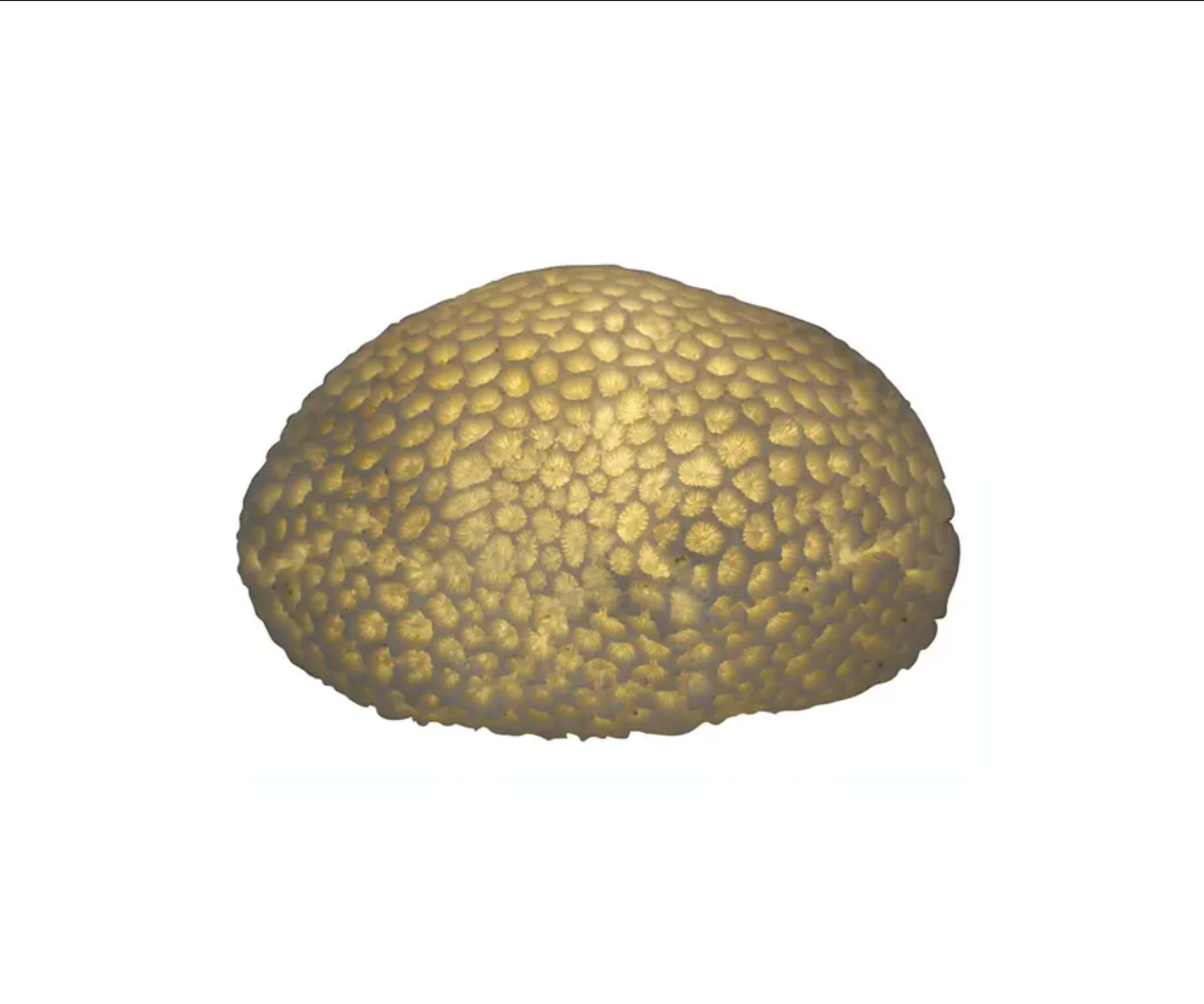 Sandstone Brain Coral Light Box